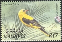 Colnect-961-824-Golden-Oriole-Oriolus-oriolus.jpg