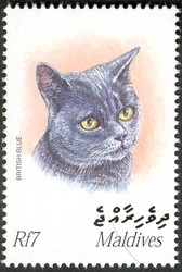 Colnect-961-839-British-Blue-Shorthair-Felis-silvestris-catus.jpg