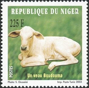 Colnect-1618-089-Boudouma-Cattle-Bos-primigenius-taurus---Juvenile.jpg