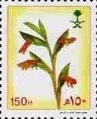 Colnect-3582-174-Oenostachys-abyssinica.jpg