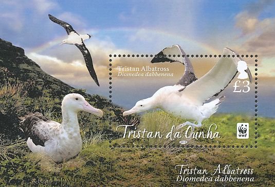 Colnect-4568-642-Tristan-Albatross-Diomedea-exulans-dabbenena.jpg