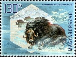 Colnect-500-596-Muskox-Ovibos-moschatus---iridescent.jpg