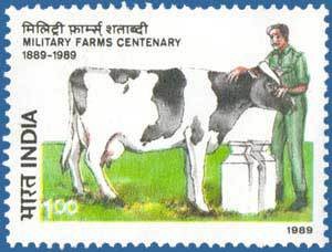 Colnect-560-128-Domestic-Cow-Bos-primigenius-taurus-Soldier.jpg