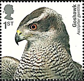 Colnect-5719-430-Northern-Goshawk-Accipiter-gentilis.jpg