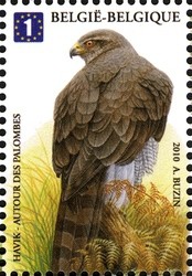 Colnect-619-103-Northern-Goshawk-Accipiter-gentilis.jpg