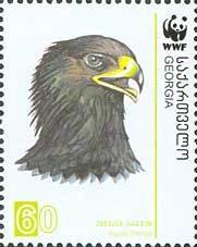 Colnect-1109-165-Greater-Spotted-Eagle%C2%A0Aquila-clanga.jpg