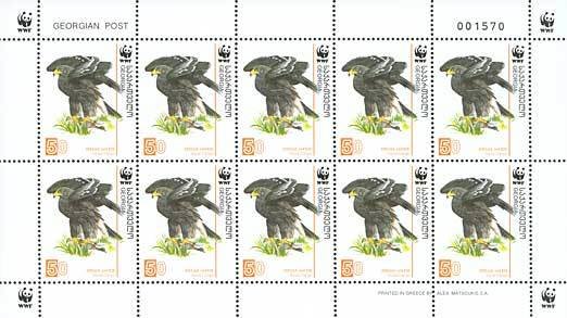 Colnect-1109-168-Greater-Spotted-Eagle%C2%A0Aquila-clanga.jpg