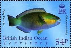 Colnect-1425-660-Daisy-Parrotfish-Chlorurus-sordidus.jpg