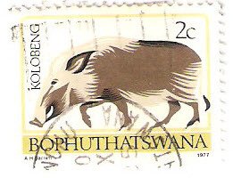 Colnect-2787-934-Southern-Bushpig-Potamochoerus-larvatus-koiropotamus.jpg