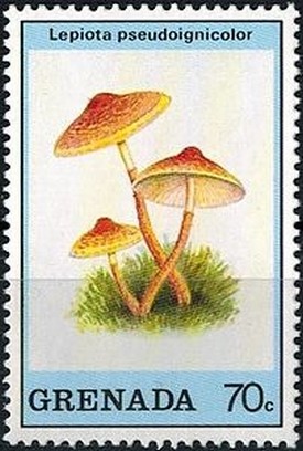 Colnect-2930-735-Lepiota-pseudoignicolor.jpg