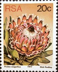 Queen-protea-Protea-magnifica.jpg