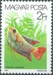 Colnect-604-521-Banded-Gourami-Colisa-fasciata.jpg