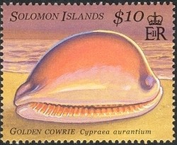 Colnect-1428-809-Golden-Cowrie-Cypraea-aurantium-.jpg