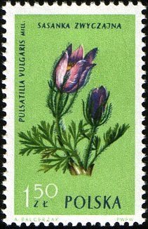 Colnect-3931-389-Pasque-flower-Pulsatilla-vulgaris.jpg