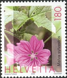 Colnect-528-215-Mallow-Malva-sylvestris.jpg