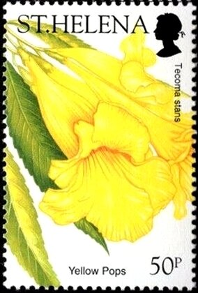 Colnect-5953-908-Yellow-Pops-Tecoma-stans.jpg