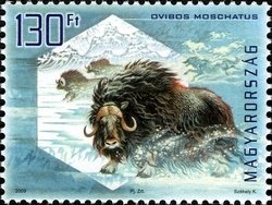 Colnect-500-592-Muskox-Ovibos-moschatus.jpg