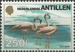 Colnect-964-849-American-Flamingo-Phoenicopterus-ruber-Bonaire.jpg