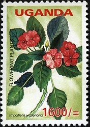 Colnect-1716-537-Impatiens-walleriana.jpg