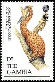 Colnect-1721-743-Long-tailed-Pangolin-Manis-tetradactyla.jpg