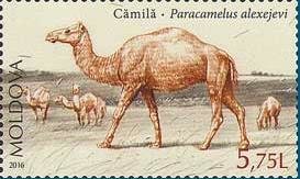 Colnect-3754-236-Camel-Paracamelus-Alexejevi.jpg