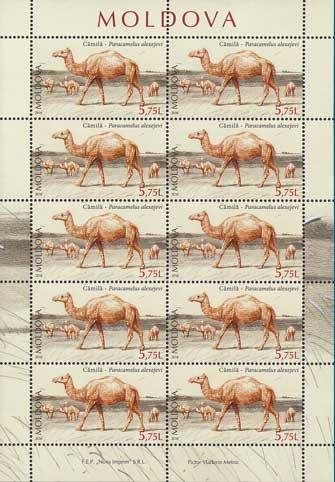 Colnect-3754-242-Camel-Paracamelus-Alexejevi.jpg