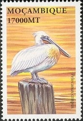 Colnect-1486-305-Dalmatian-Pelican-Pelecanus-crispus.jpg