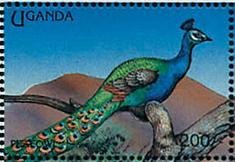 Colnect-1714-642-Indian-Peafowl-Pavo-cristatus.jpg