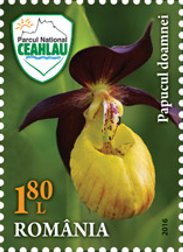 Colnect-3582-283-Lady-rsquo-s-slipper-orchid-Cypripedium-calceolus.jpg