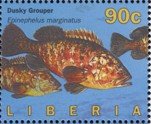 Colnect-4242-476-Dusky-Grouper-Epinephelus-marginatus.jpg