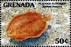 Colnect-4553-301-Peacock-flounder.jpg