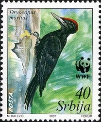 Colnect-493-525-Black-Woodpecker-Dryocopus-martius.jpg