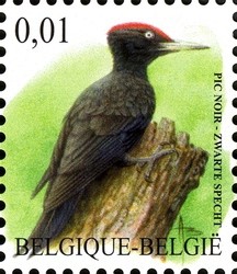 Colnect-619-183-Black-Woodpecker-Dryocopus-martius.jpg