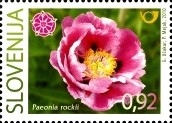 Colnect-718-049-Slovene-Peony---Paeonia-rockii.jpg