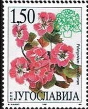 Colnect-883-750-Mu%C5%A1katla-Pelargonium-grandiflorum.jpg