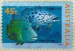 Colnect-1280-466-Potato-Grouper-Epinephelus-tukula-Humphead-Wrasse-Cheili.jpg