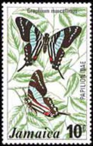 Colnect-748-667-Graphium-marcellinus.jpg