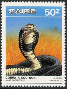 Colnect-1132-616-Black-necked-Spitting-Cobra-Naja-nigricolis.jpg