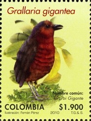 Colnect-1701-420-Giant-Antpitta-Grallaria-gigantea.jpg