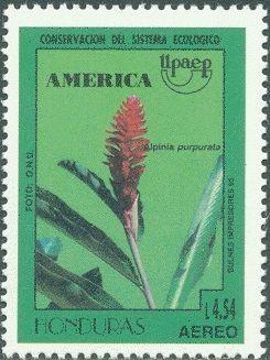 Colnect-2037-659-Alpinia---purpurata.jpg