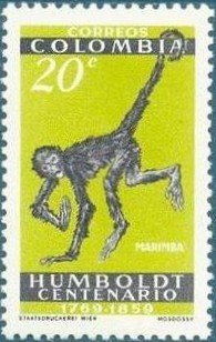 Colnect-523-593-White-bellied-Spider-Monkey-Ateles-belzebuth-.jpg