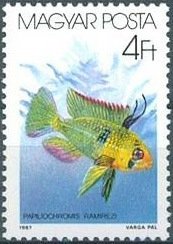 Colnect-604-525-Ram-Papiliochromis-ramirezi.jpg