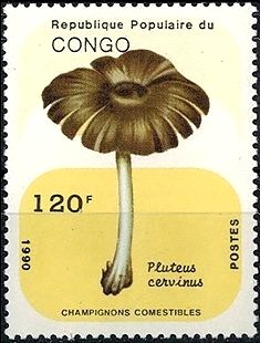 Colnect-2944-274-Pluteus-cervinus.jpg