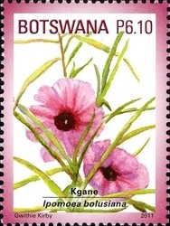 Colnect-1424-425-Ipomoea-Bolusiana.jpg