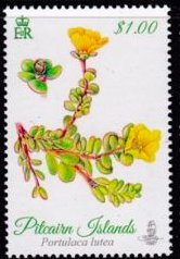 Colnect-4013-009-Portulaca-lutea.jpg