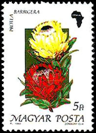 Colnect-1009-316-Protea-barbigera.jpg