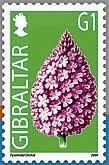 Colnect-1940-420-Pyramidal-orchid.jpg