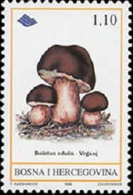 Colnect-564-022-Cep-Boletus-edulis.jpg