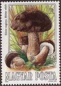 Colnect-603-637-Cep-Boletus-edulis.jpg