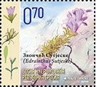 Colnect-1306-371-Edraianthus-sutjeska.jpg